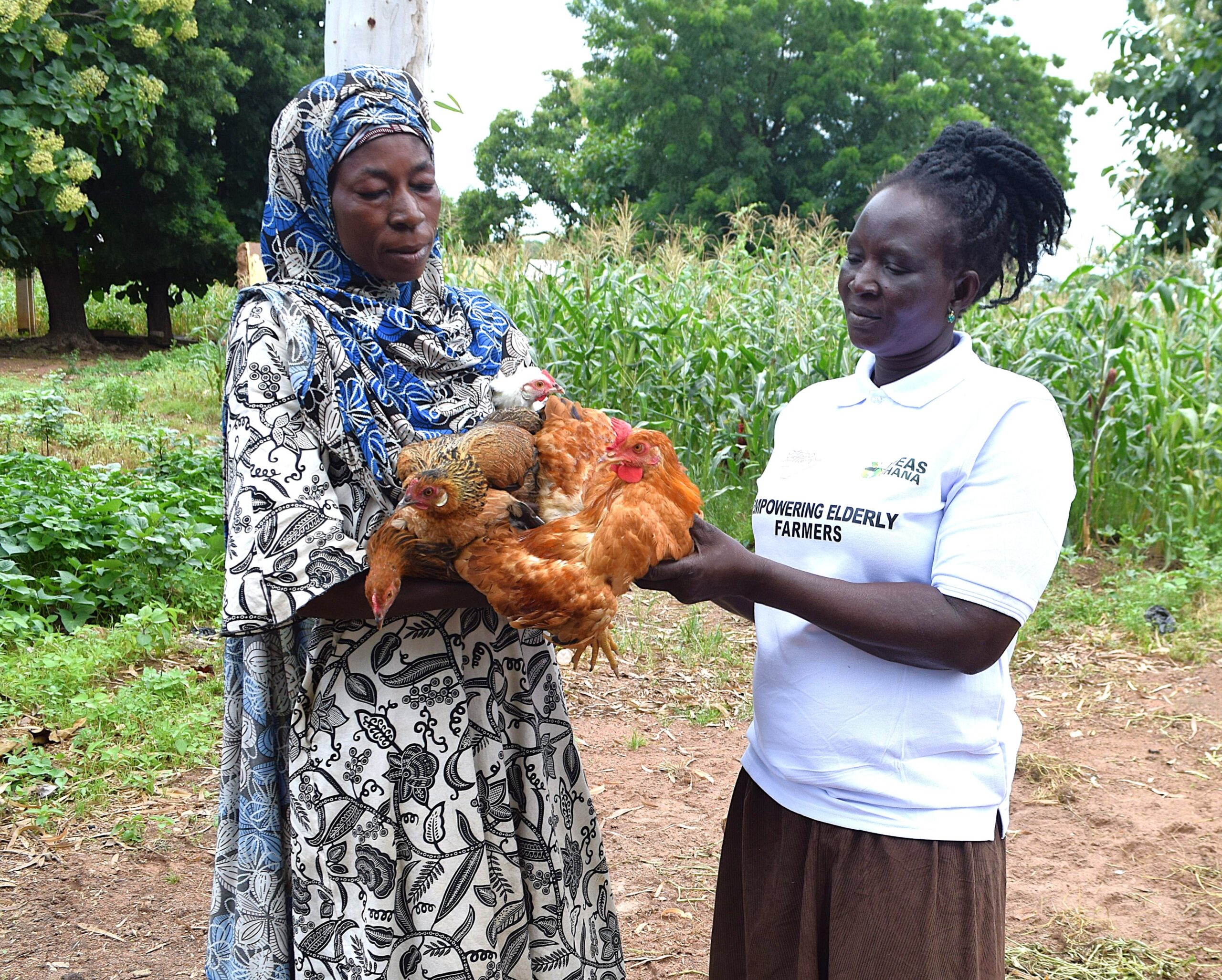 Raising chickens in IDEAS Ghana programs